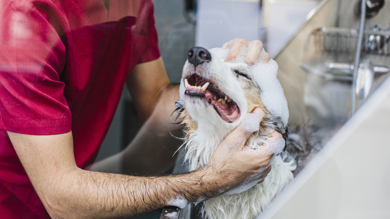 A person in scrubs bathes an Australian shepherd in a tub