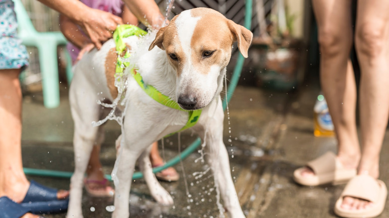 A mixed-breed dog is restrained with a harness as it's bathed outdoors