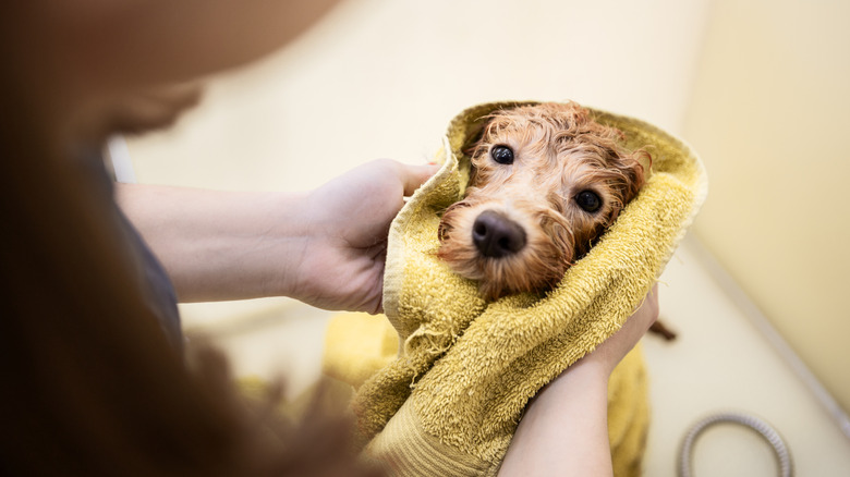 A brownish terrier-mix dog is wrapped in a towel after its bath