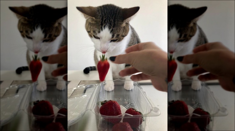 Cat taking a strawberry from a carton of strawberries.