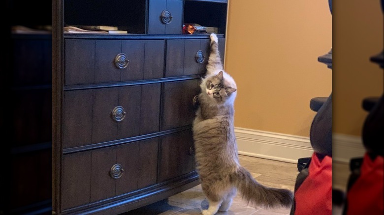 Cat with white paws reaching for treats.