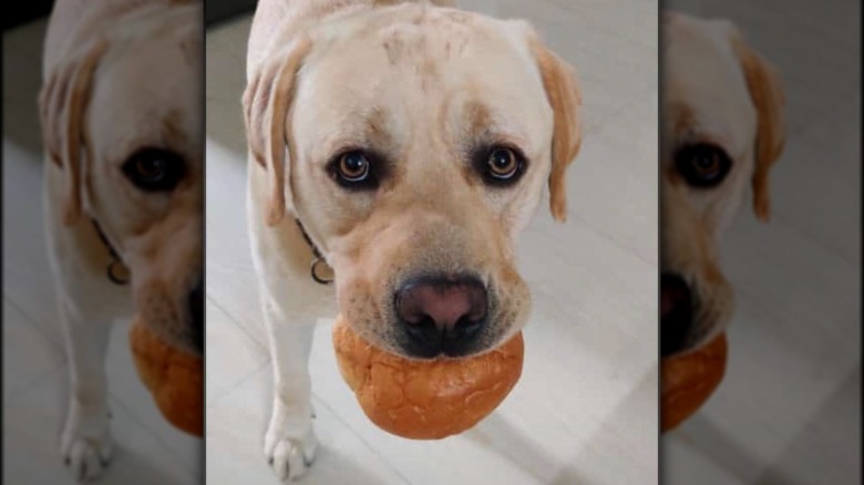 Dog with a hamburger bun in his mouth.