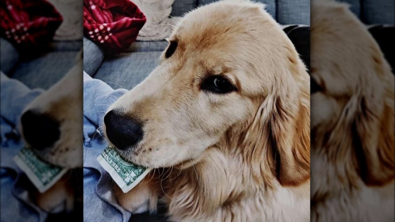 Golden retriever with a dollar bill in their mouth.