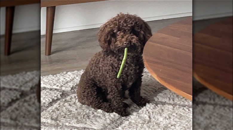 Small brown dog with a single long green bean in their mouth.