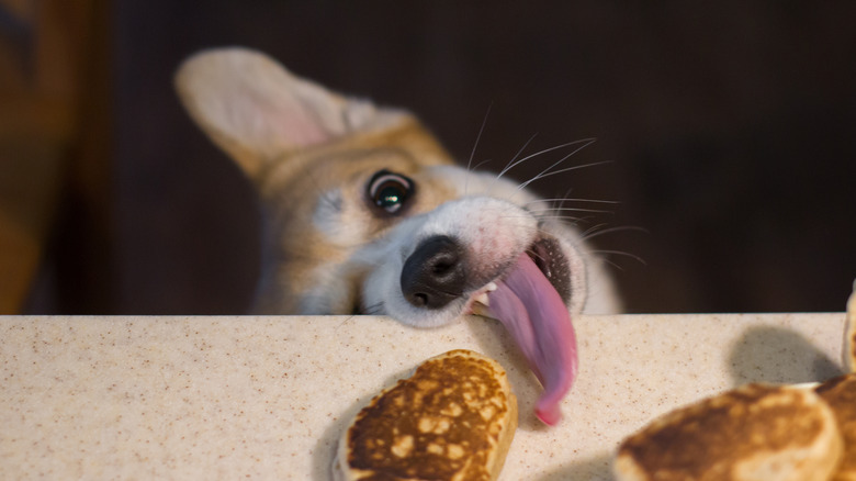 Dog sticking its tongue out to get treats