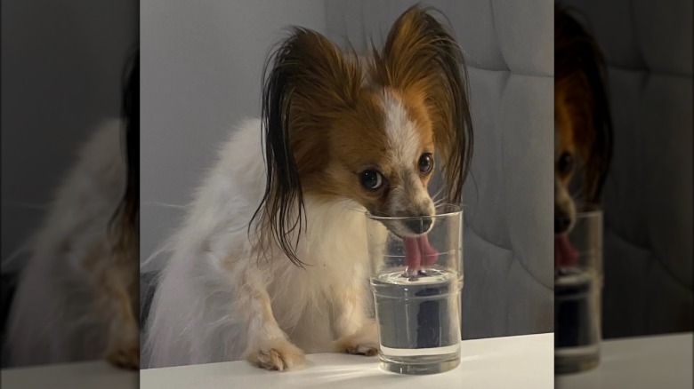 Papillon drinking from a glass of water.