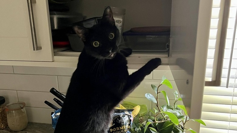 Black cat on a kitchen counter reaches into an open cabinet.