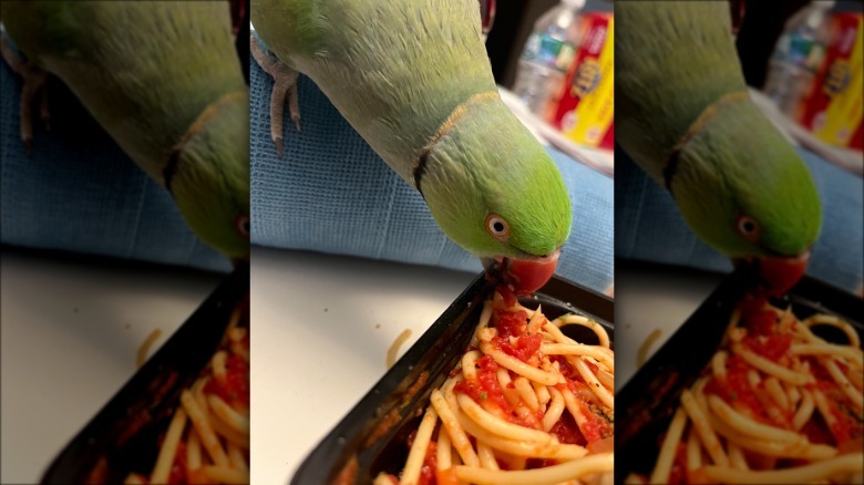 Green parrot tries to take a spaghetti noodle.