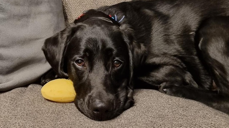 Black Labrador lays on a couch with a peeled potato next to his face.