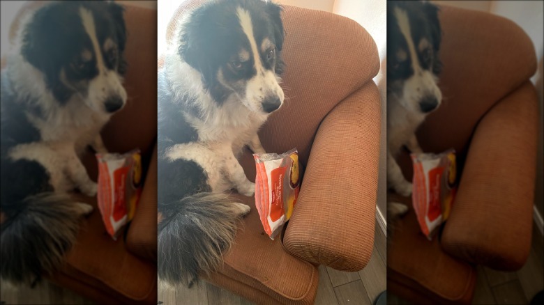 Dog on a armchair with a bag of shredded cheese.