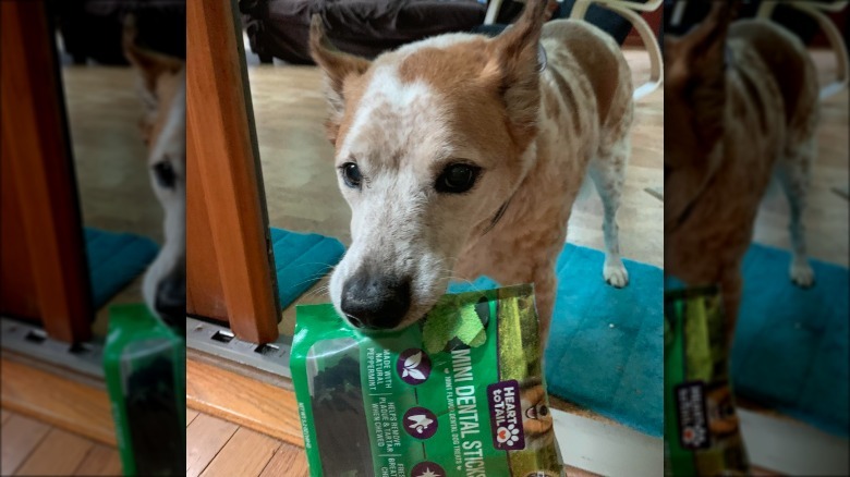 Dog holding bag of dental treats in their mouth.