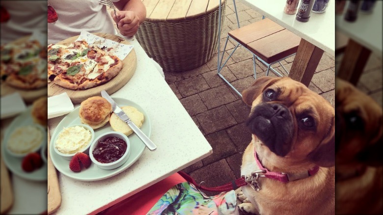 dog sitting at a brunch table.