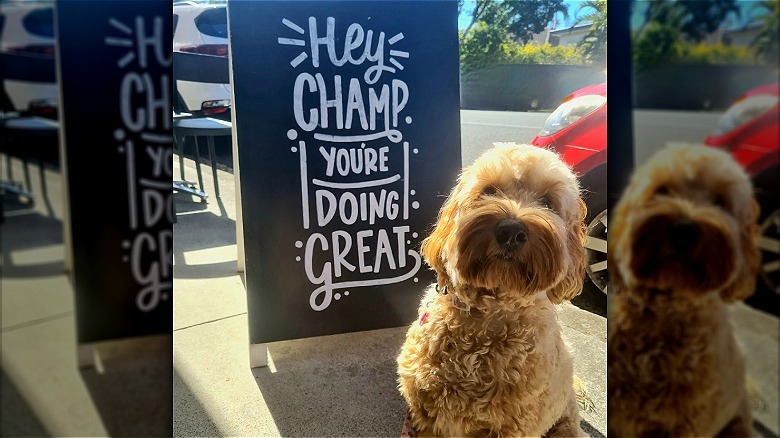 dog standing next to motivational sign that reads hey champ you're doing great.