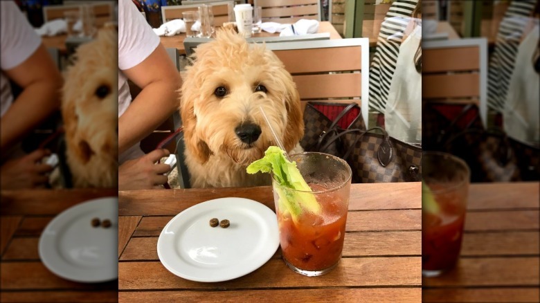 dog staring at a Bloody Mary cocktail.