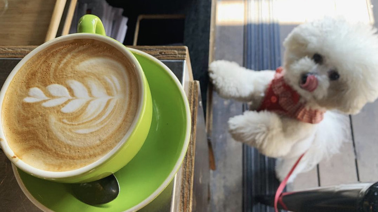 dog licking his nose and looking at a latte.