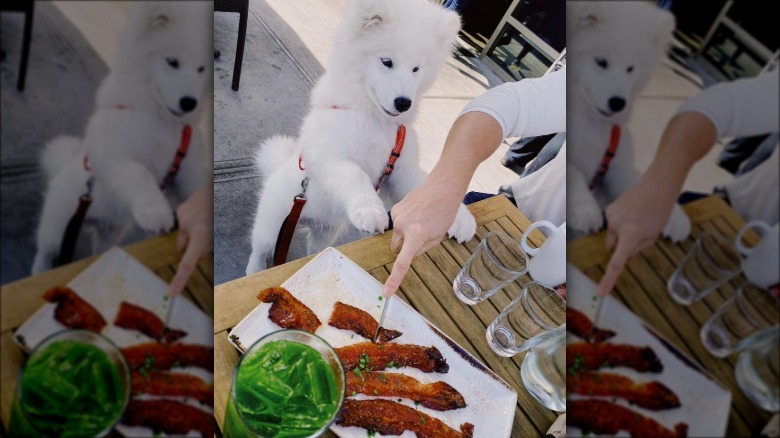 dog looking at a plate of bacon.