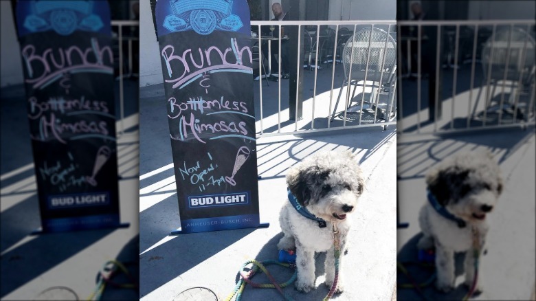 puppy sitting next to brunch sign.