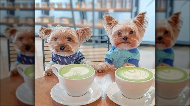 two yorkie puppies drinking matcha lattes.
