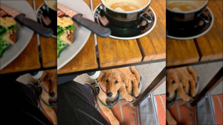 dog sitting under brunch table.