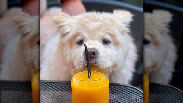 chowchow puppy sniffing orange juice.
