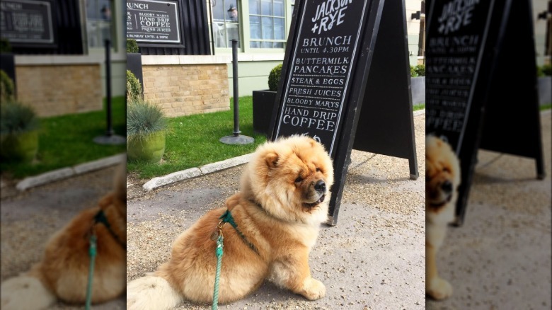 chowchow puppy sitting by brunch sign.