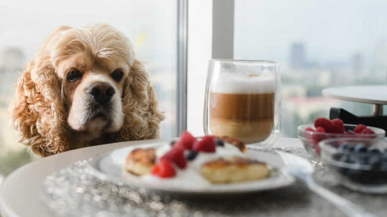 Spaniel with breakfast plate