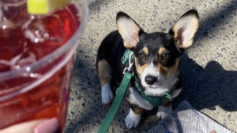 corgi staring at a cocktail.
