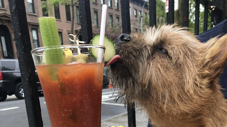 dog licking the cucumber in a Bloody Mary cocktail.