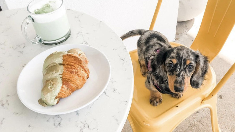 puppy sitting on a chair next to a croissant.
