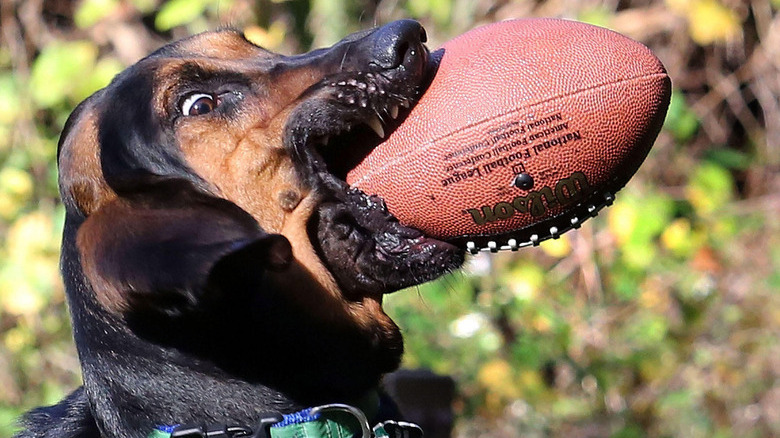 Bloodhound dog from the side with a large football in their mouth.