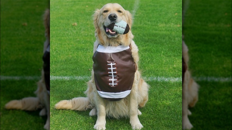 Golden retriever sitting on a grass field and wearing a shirt designed to look like a football and also holding a small stuffed football in their mouth.