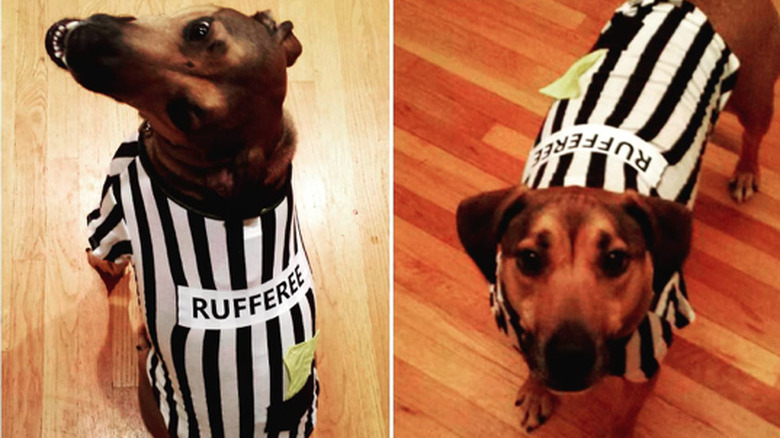 Two side-by-side photos of a dog wearing a striped shirt with the word "rufferee" across the back.