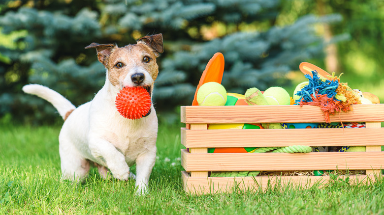 Dog playing with a red, spiky ball