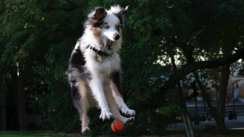Australian shepherd dog in mid-air, their mouth open, trying to catch a ball that has been tossed.