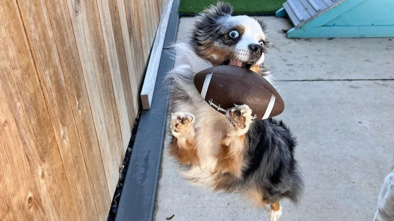An Australian shepherd is in mid-air with their eyes wide as they catch a toy football.