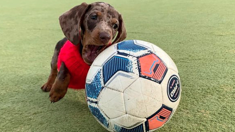 A spotted Dachshund wearing a red shirt, chasing a soccer ball that is larger than them across a grassy field.