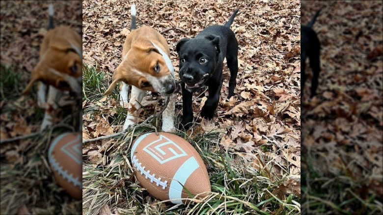Two puppies standing in a pile of leaves and busy chewing on a forked stick, even though a toy football is right in front of them.
