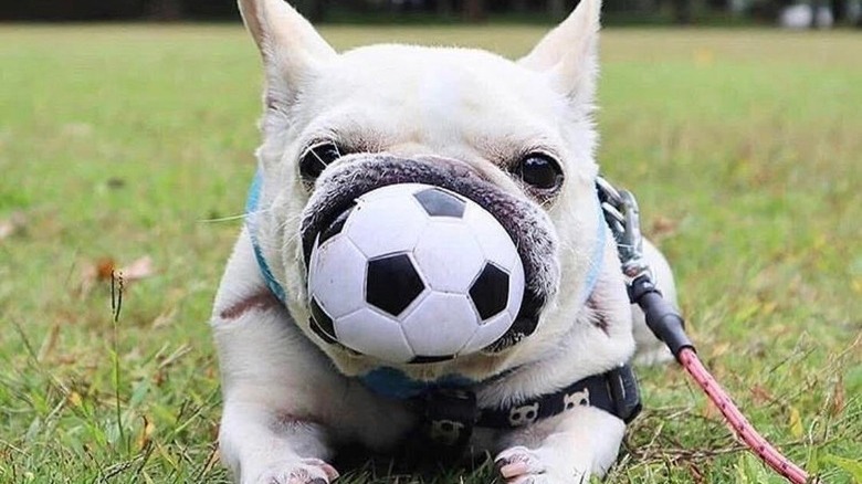 A French bulldog laying on the grass with a small soccer ball stuffed in their mouth, and all you can see are their lips - no nose.