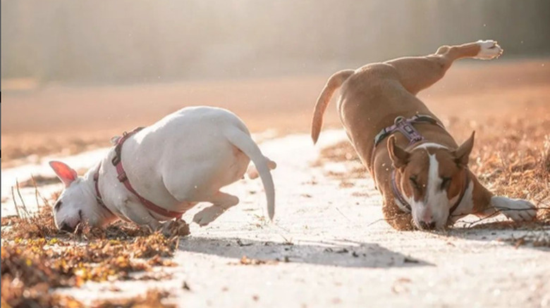 Two bull terrier dogs, one on either side of a trail, are in mid-fall looking very silly as though they have lunged for a ball and missed.