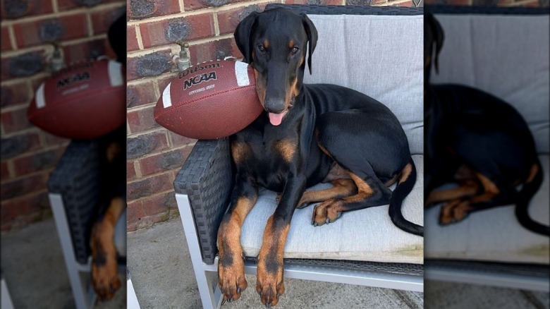 Doberman Pinscher dog laying on a chair, a football rests on the arm of the chair with one end resting under the dog's chin.