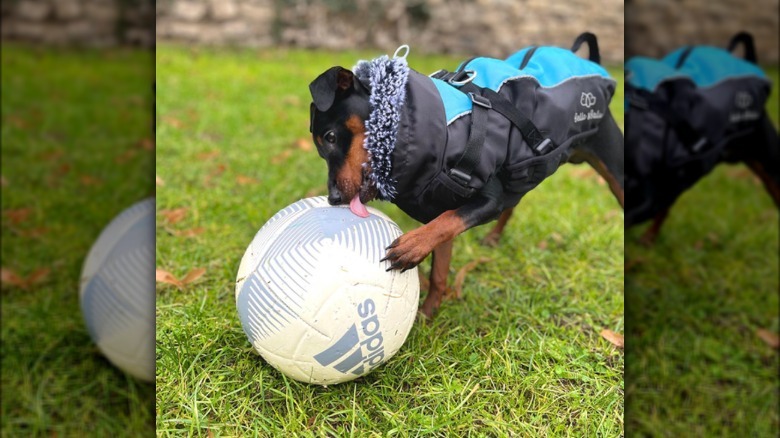 A small dog outside wearing a jacket. The dog has one paw and their tongue on a soccer ball.