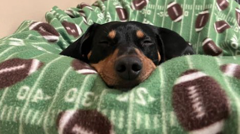 Small dog with floppy ears asleep in a football-patterned blanket.