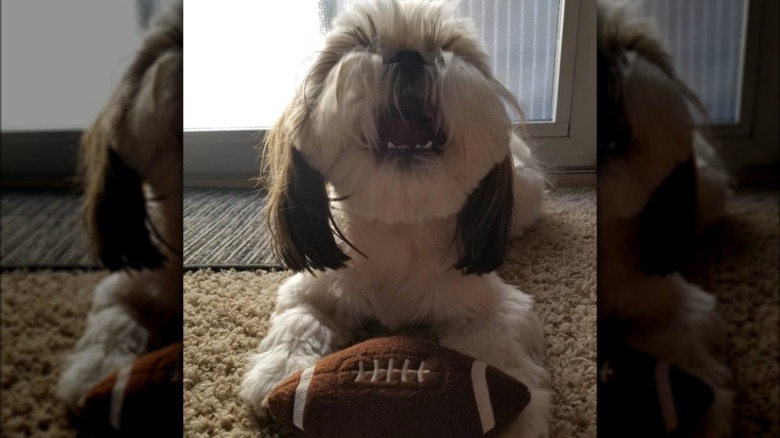 A Pekingese dog laying on a carpet with their mouth open in a bark and a small toy football sits between their paws.