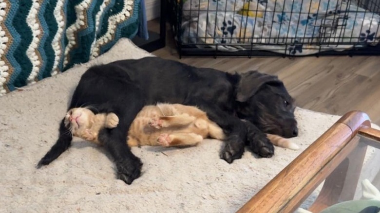 orange cat stuck under sleeping dog.