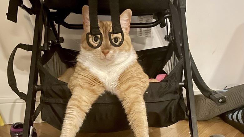 orange cat sitting in baby stroller.