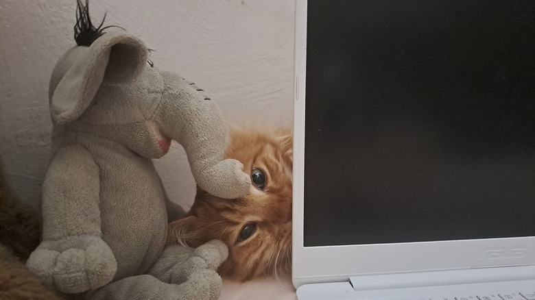 orange cat hiding behind computer and stuffed animal elephant.