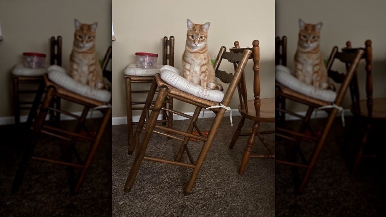 orange cat sitting on tilted chair.