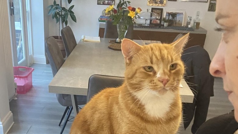 cat paws at woman for food.