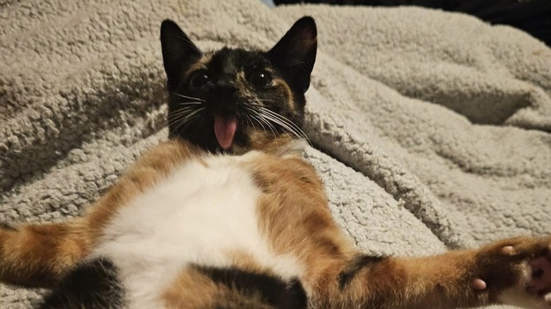 derpy orange cat laying on back.