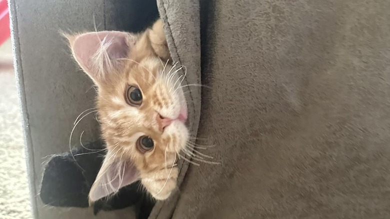 orange cat hiding in couch.